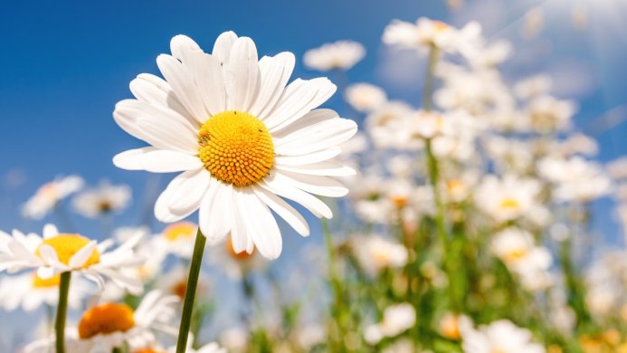 Close-up of a white daisy against a bright blue sky with other daisies in the background