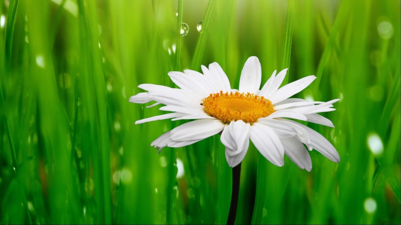 White daisy on green grass