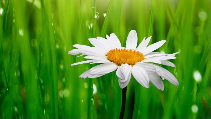 White daisy flower in green grass with water droplets on blades