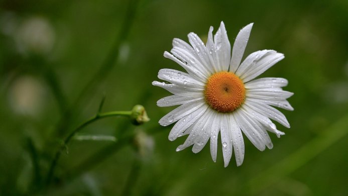 Close-up of a white daisy with water droplets on its petals, set against a blurred green background