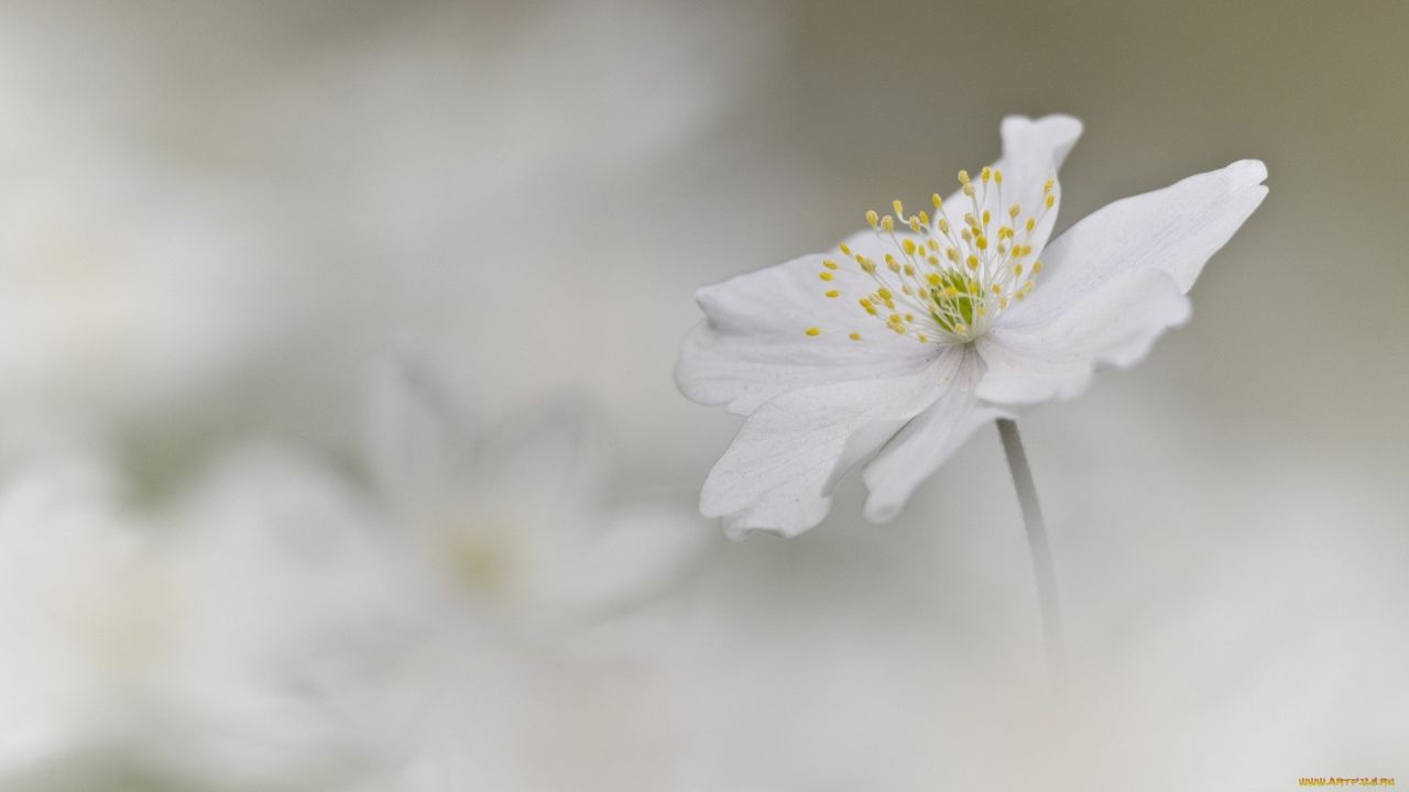 Close-up of a white flower