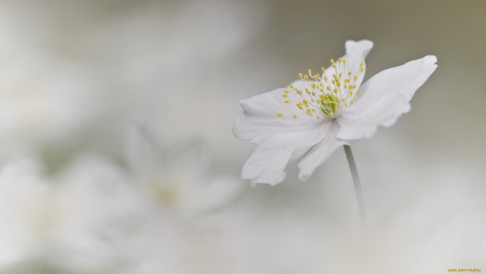 Close-up of a white flower with yellow stamen, soft background