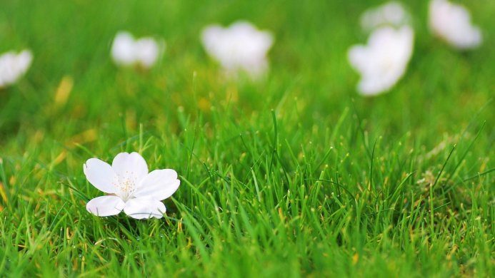 White flower blossom on a green grass background