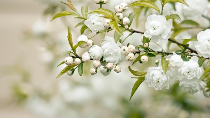 Close-up of white flowers with buds and green leaves on a branch