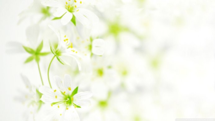 Close-up of delicate white flowers with green leaves and yellow stamens on a bright background