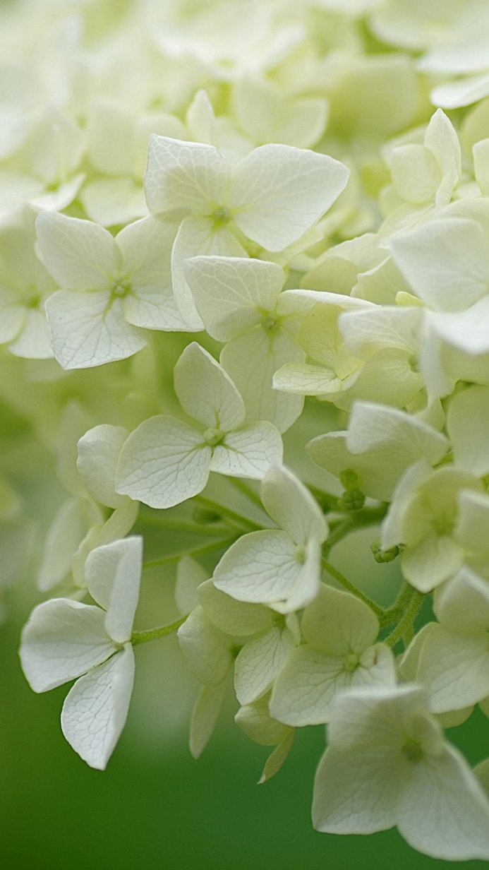 Close up of a white hydrangea flower with a soft green background