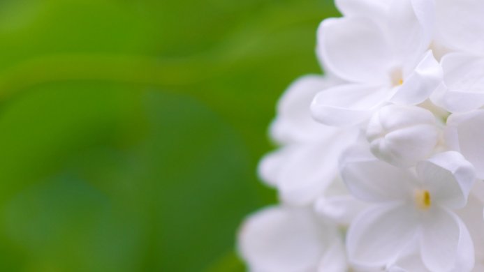Close-up of white lilac blossoms against a blurred green background