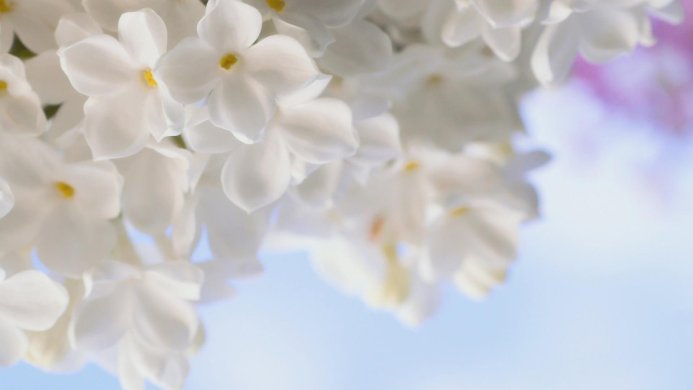 Close-up of white lilac flowers with yellow centers against a blurred background of blue and pink