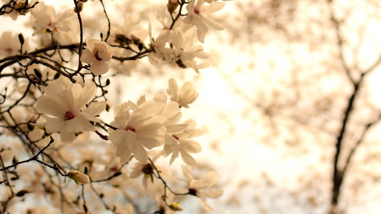 Blooming magnolia flowers on a tree branch