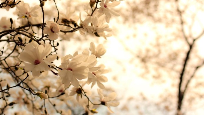 White magnolia blossoms on a branch against a blurred background