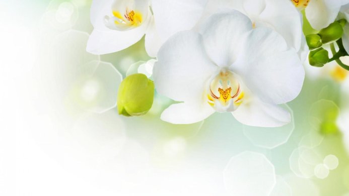 Close-up of white orchid flowers with green buds and a blurred bokeh background
