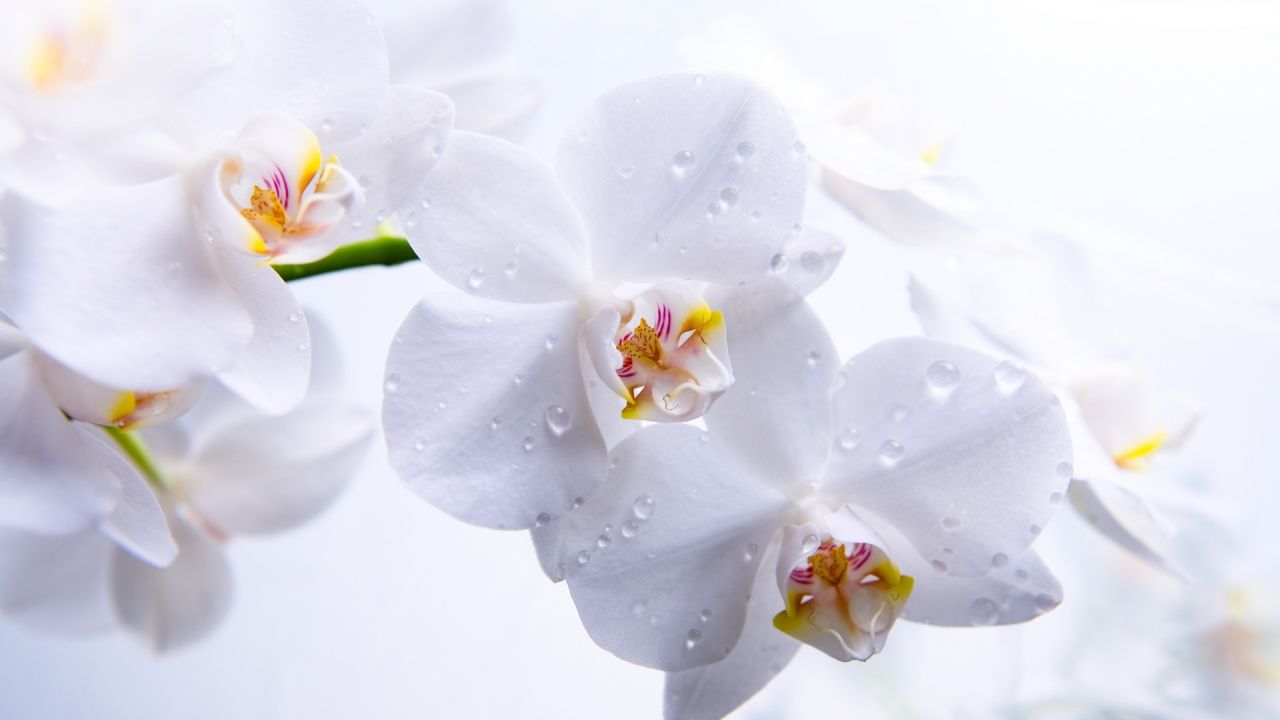 White orchid with water drops