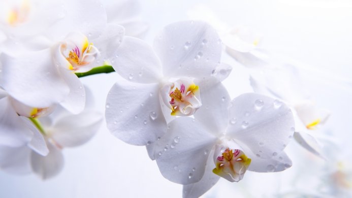 Close-up of white orchid flowers covered in water droplets