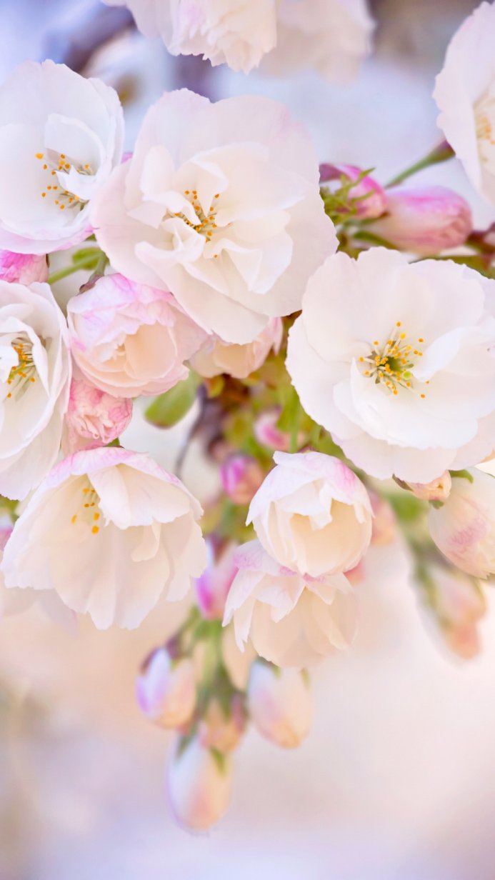 Close-up of white and pink cherry blossoms with yellow stamens