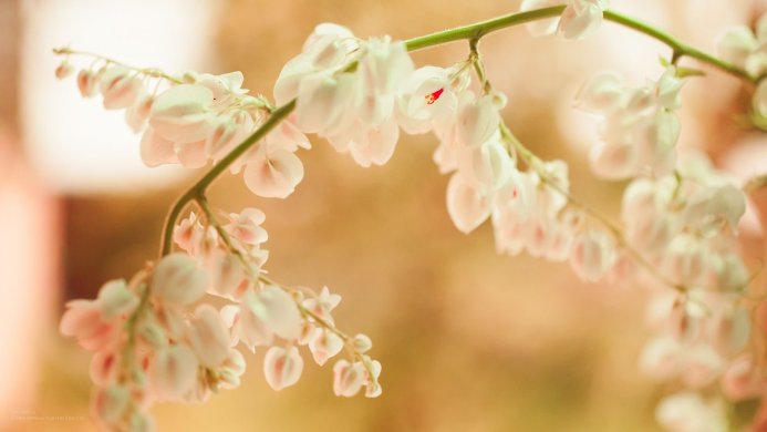 A delicate branch with small, white and pink flowers blooming against a blurred background