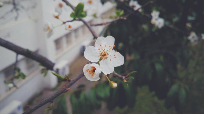 Close-up of white plum blossoms on a branch with a blurred background