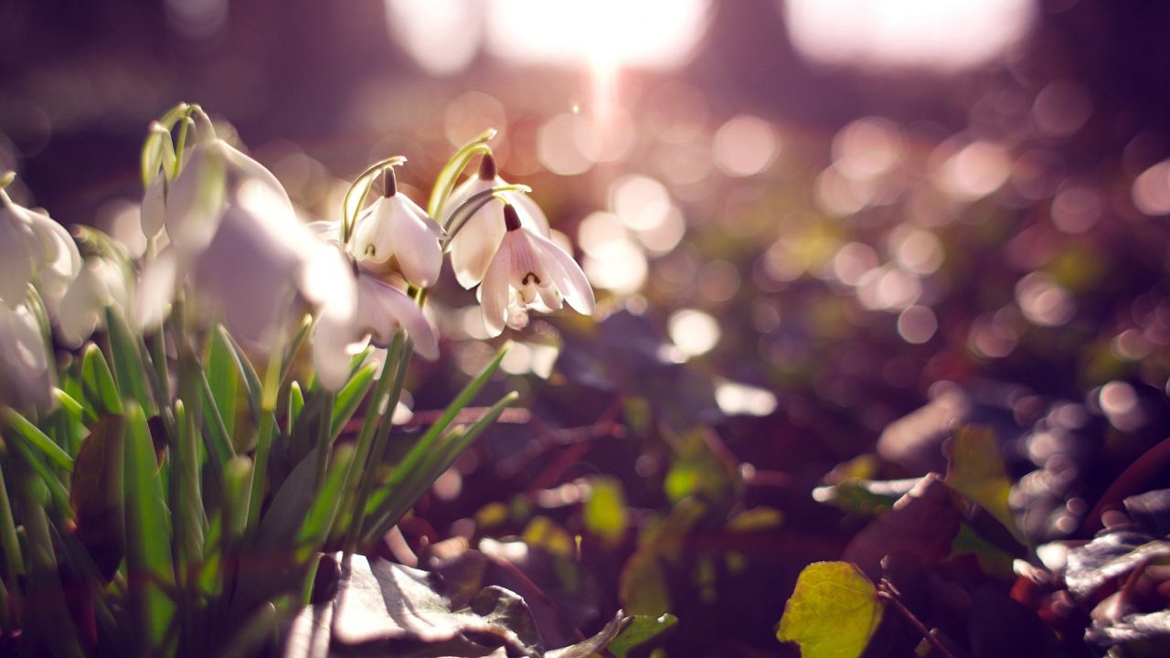 White snowdrops in sunlight
