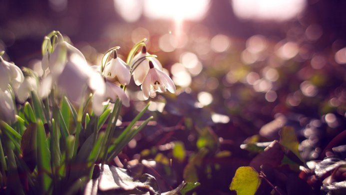 Close-up of white snowdrop flowers with green leaves in a garden, with soft sunlight in the background