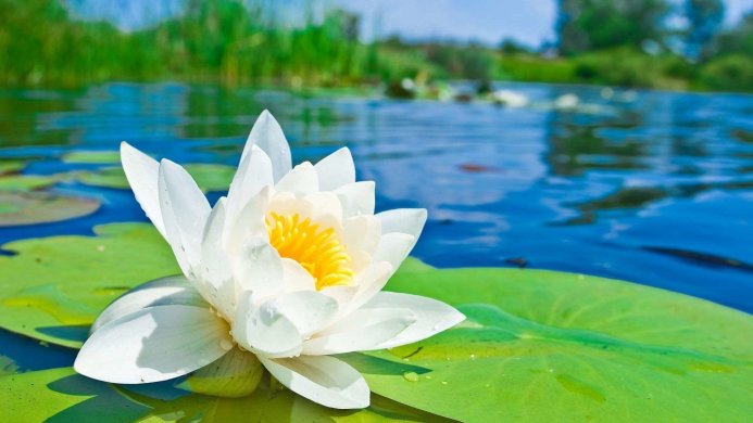 A white water lily with a yellow center resting on a green lily pad in a blue pond