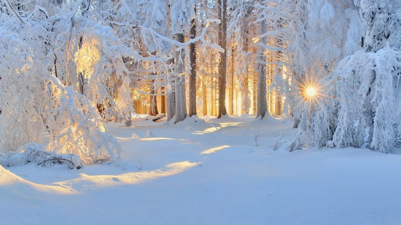 Sun rays through snowy trees in winter forest