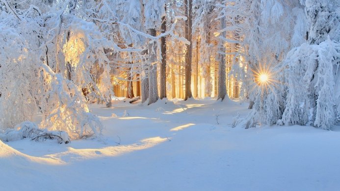 Snow-covered trees in a forest during winter, with sunlight shining through the branches