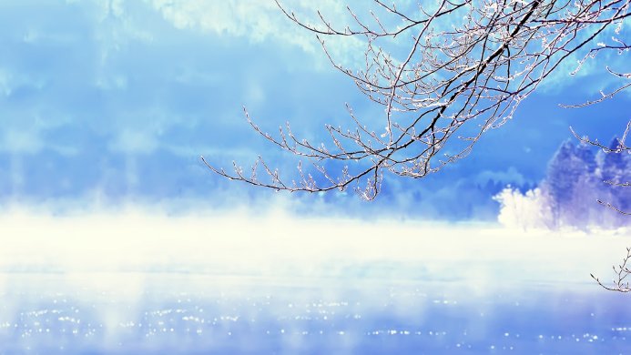 Frosty branches against a blue winter sky with trees in the background
