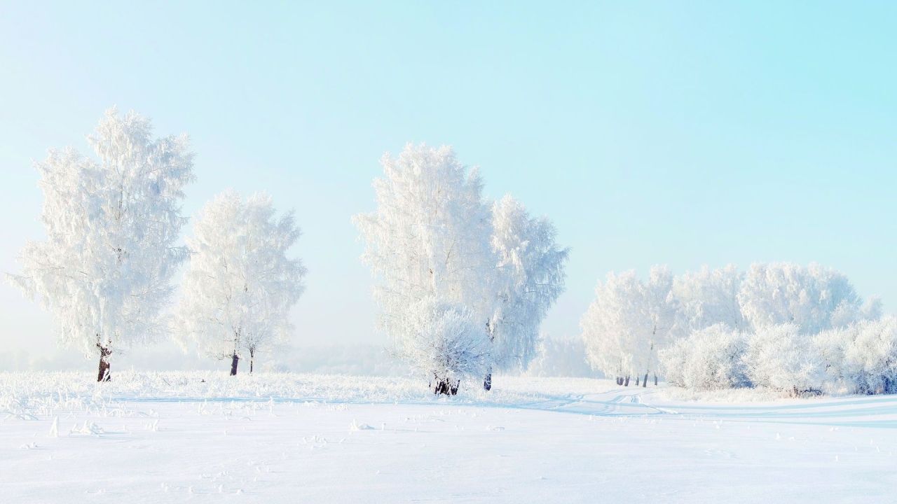 Trees covered with snow in winter