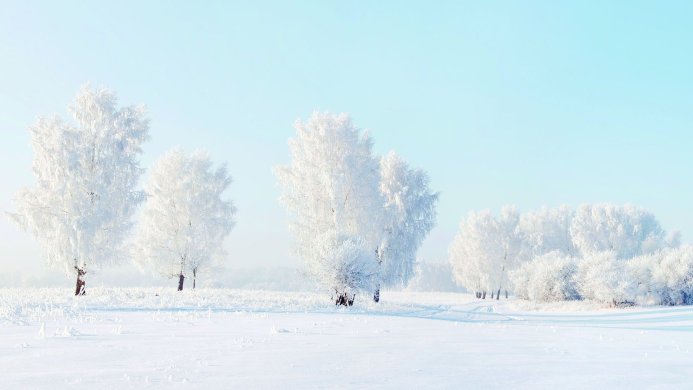 Winter landscape with snow-covered trees under a light blue sky