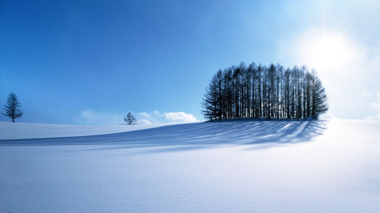 Trees in a snow field