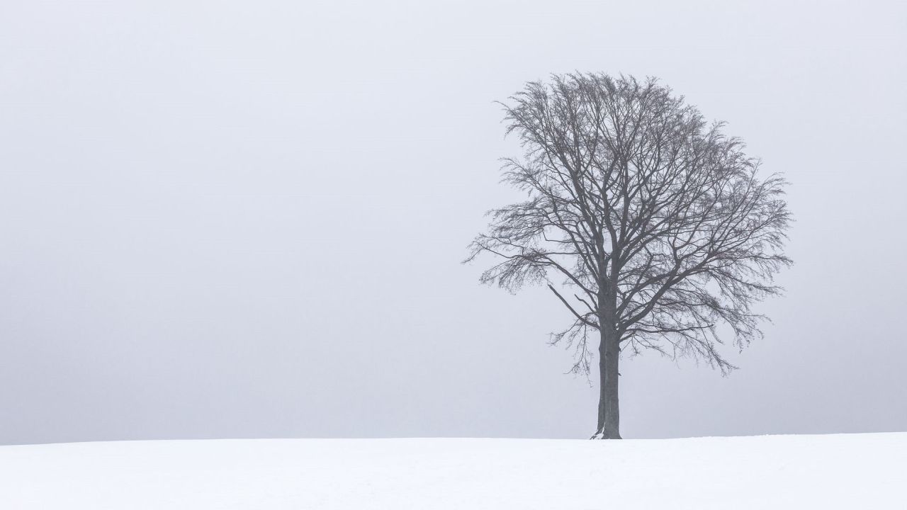 Bare tree in a snow field