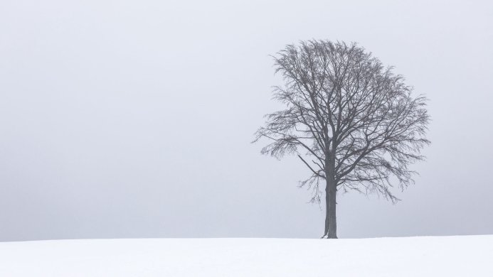 Bare tree standing in a snowy field under a gray sky, winter landscape