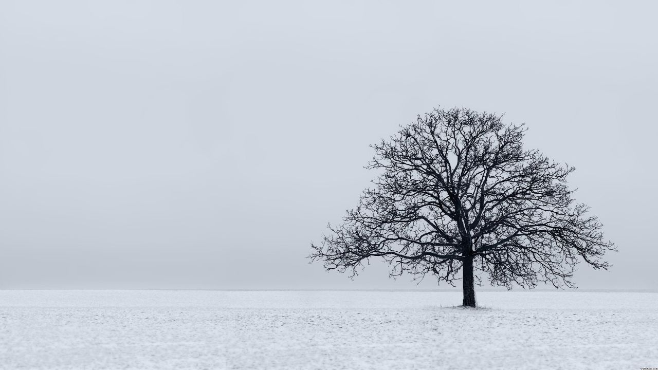 Bare tree in a snowy field