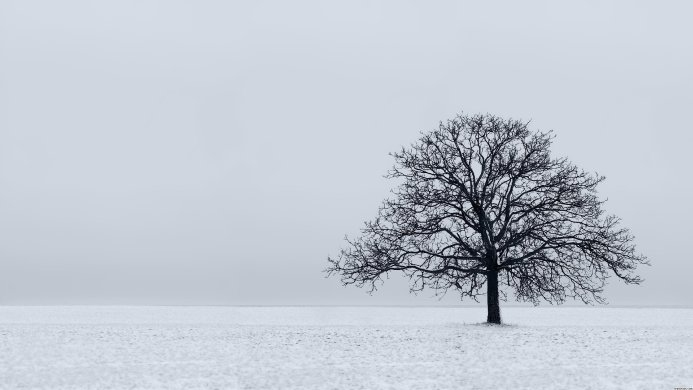 Bare tree in a snowy field on a cold, overcast winter day