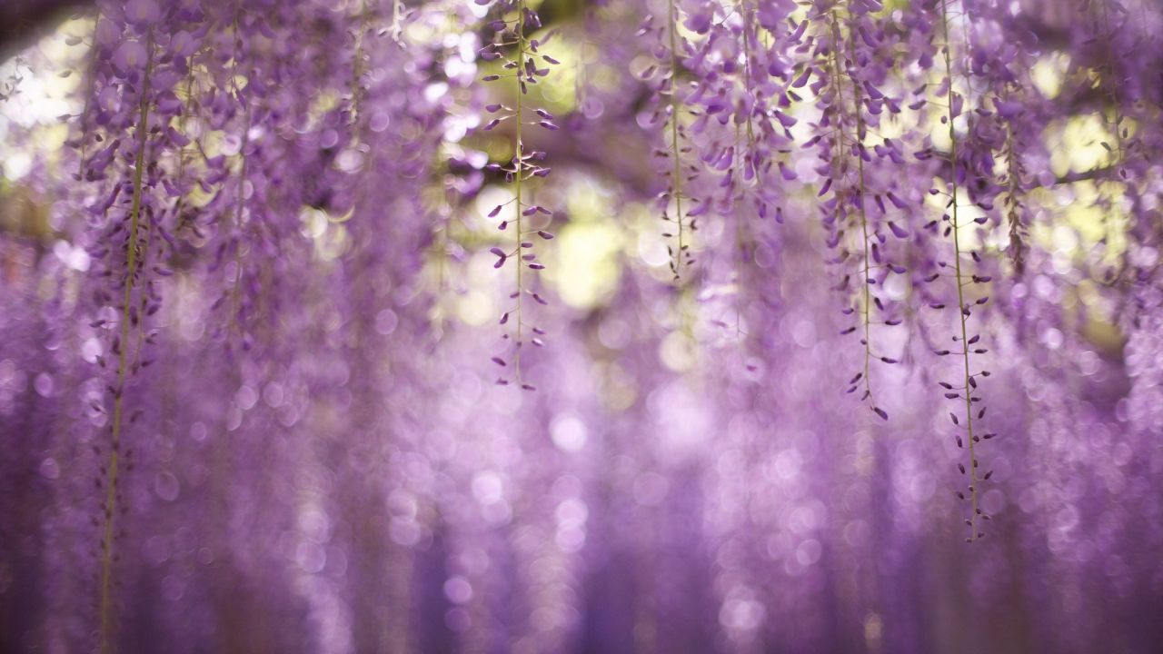 Hanging wisteria flowers in soft focus