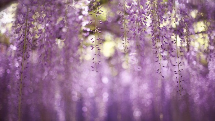 A close-up shot of blooming wisteria flowers with a shallow depth of field