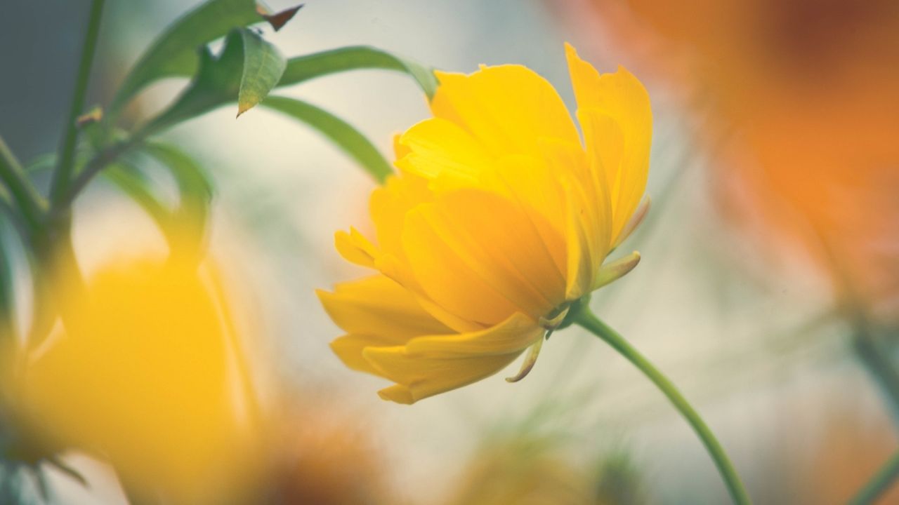 Close-up of a yellow flower