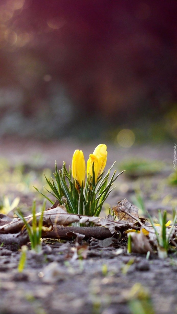 Close-up of yellow crocuses surrounded by green leaves and brown foliage