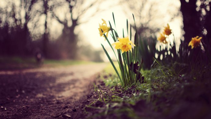 Close-up of yellow daffodils growing along a dirt path in a natural setting