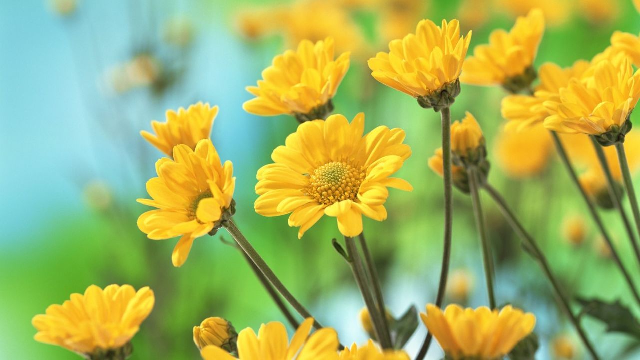 Yellow chrysanthemums on a green background