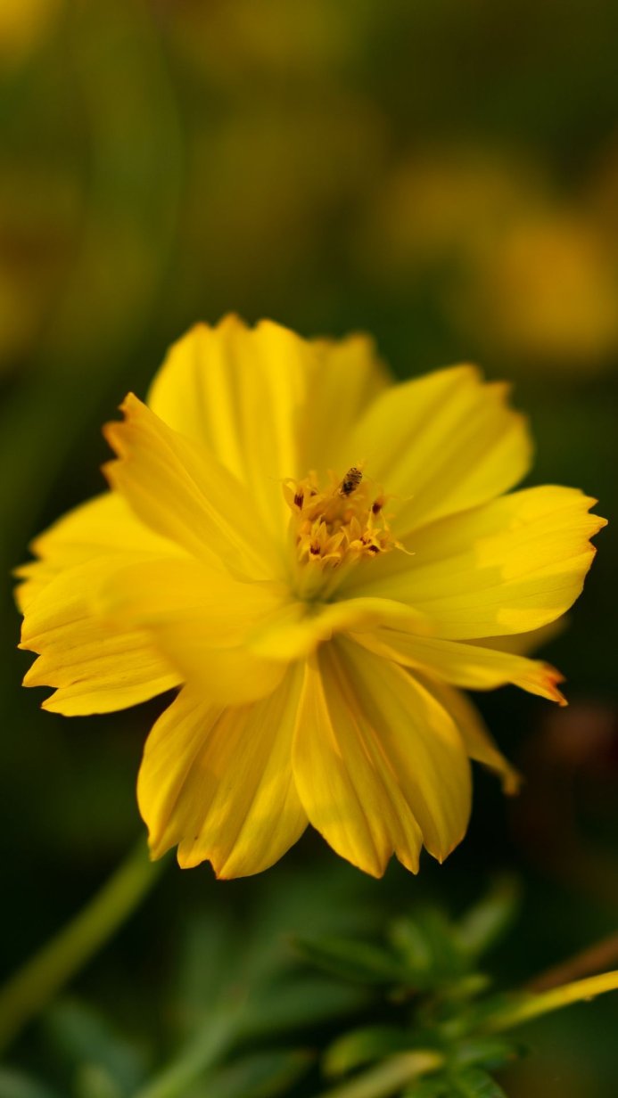A close-up of a vibrant yellow flower with a small insect on its stamen