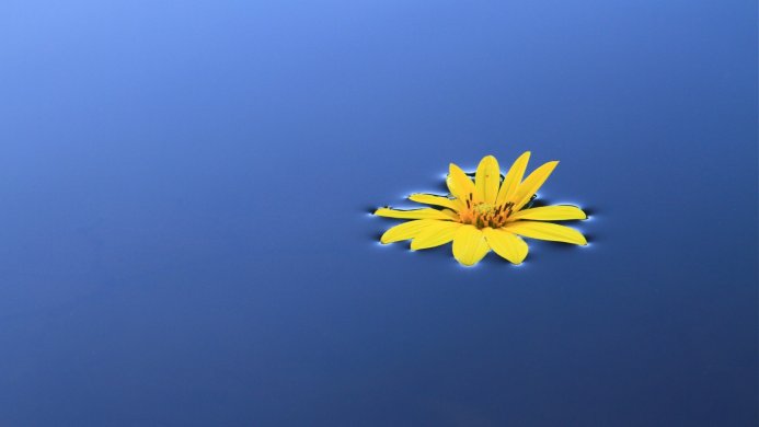 A single yellow flower floating on a dark blue water surface