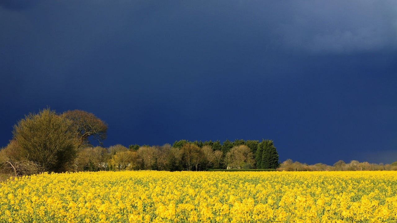 Yellow flower field under storm sky