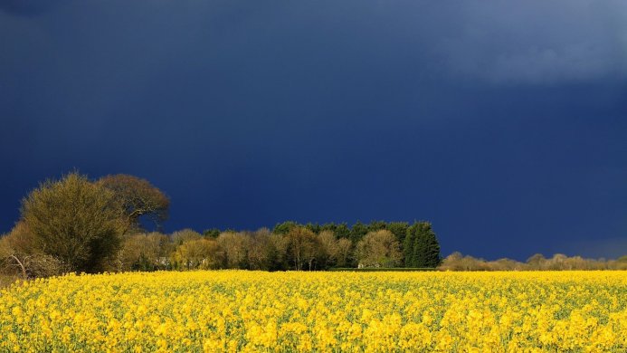 A field of yellow flowers under a dark blue sky