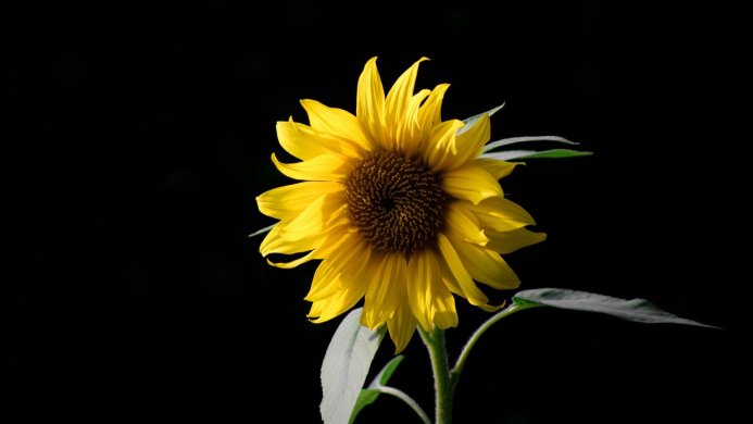 A bright yellow sunflower with a brown center against a black background