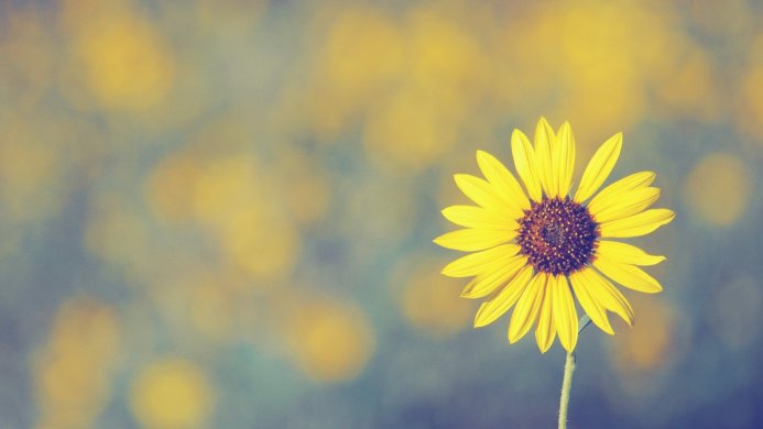 A bright yellow sunflower with a brown center and green stem, set against a blurred background of yellow and blue