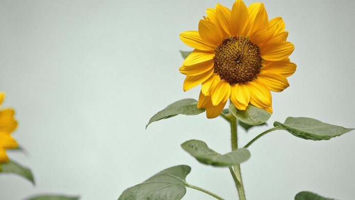Close-up of a bright yellow sunflower against a pale gray background