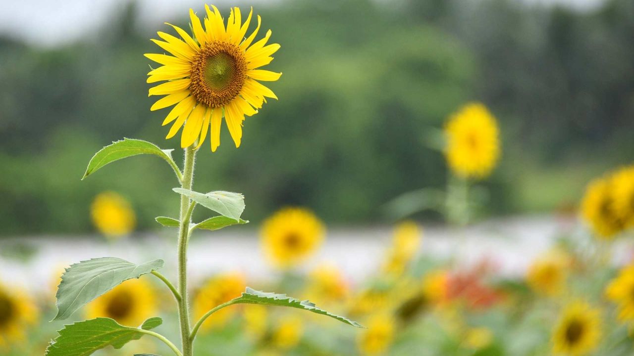 Close-up of a sunflower in a field