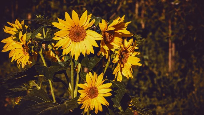 A group of bright yellow sunflowers with dark green leaves against a dark background