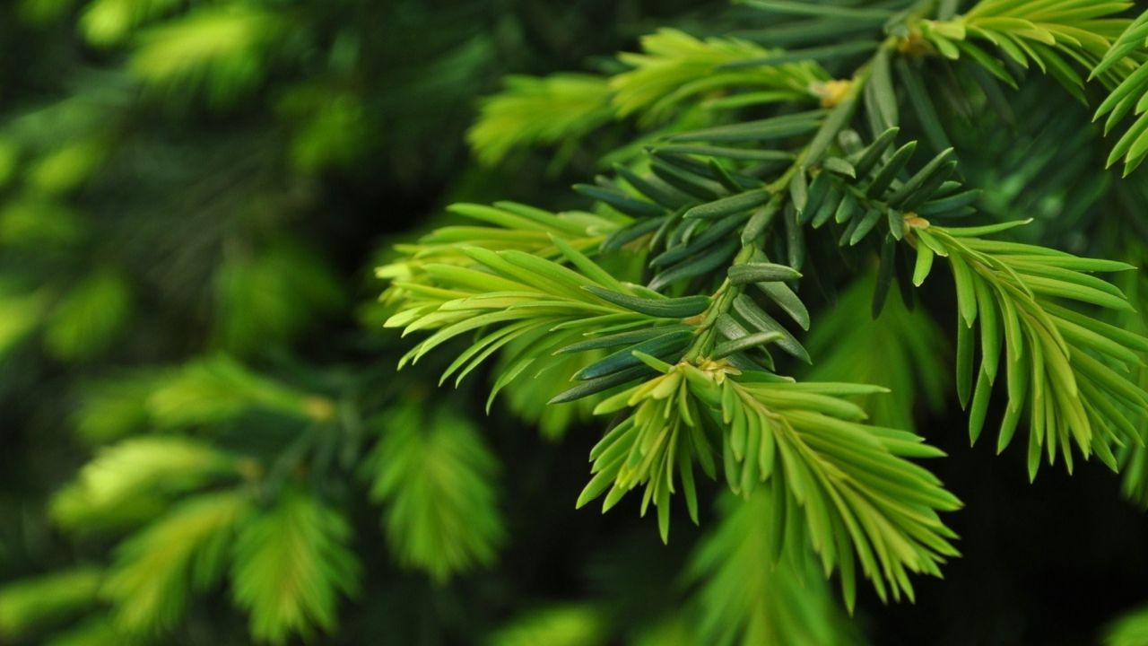 Fresh green spruce branch