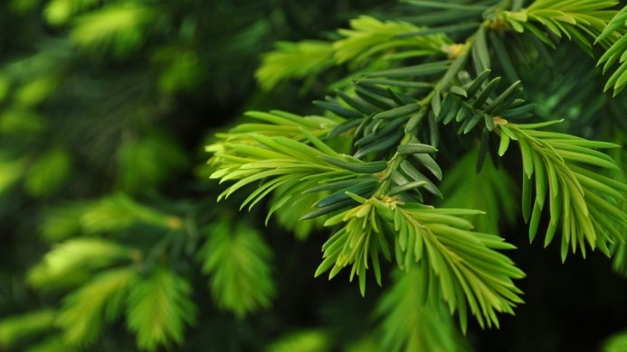 Close-up of bright green yew branches with needles